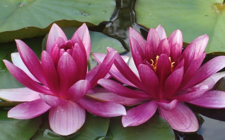 How to Build a Water Garden