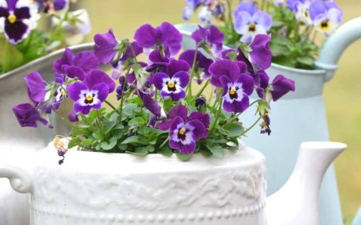 teapot planter
