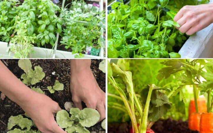 10 Easy Gardening Ideas for Beginners, from simple projects, beginner-friendly plants, and small-space tips to help you grow with confidence.