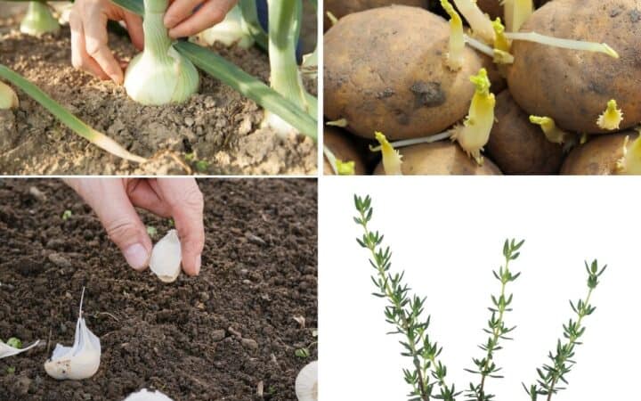 7 Easy Ways to Grow Food From Kitchen Scraps